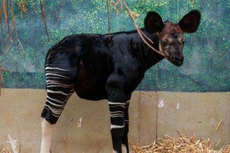 © ZooParc de Beauval