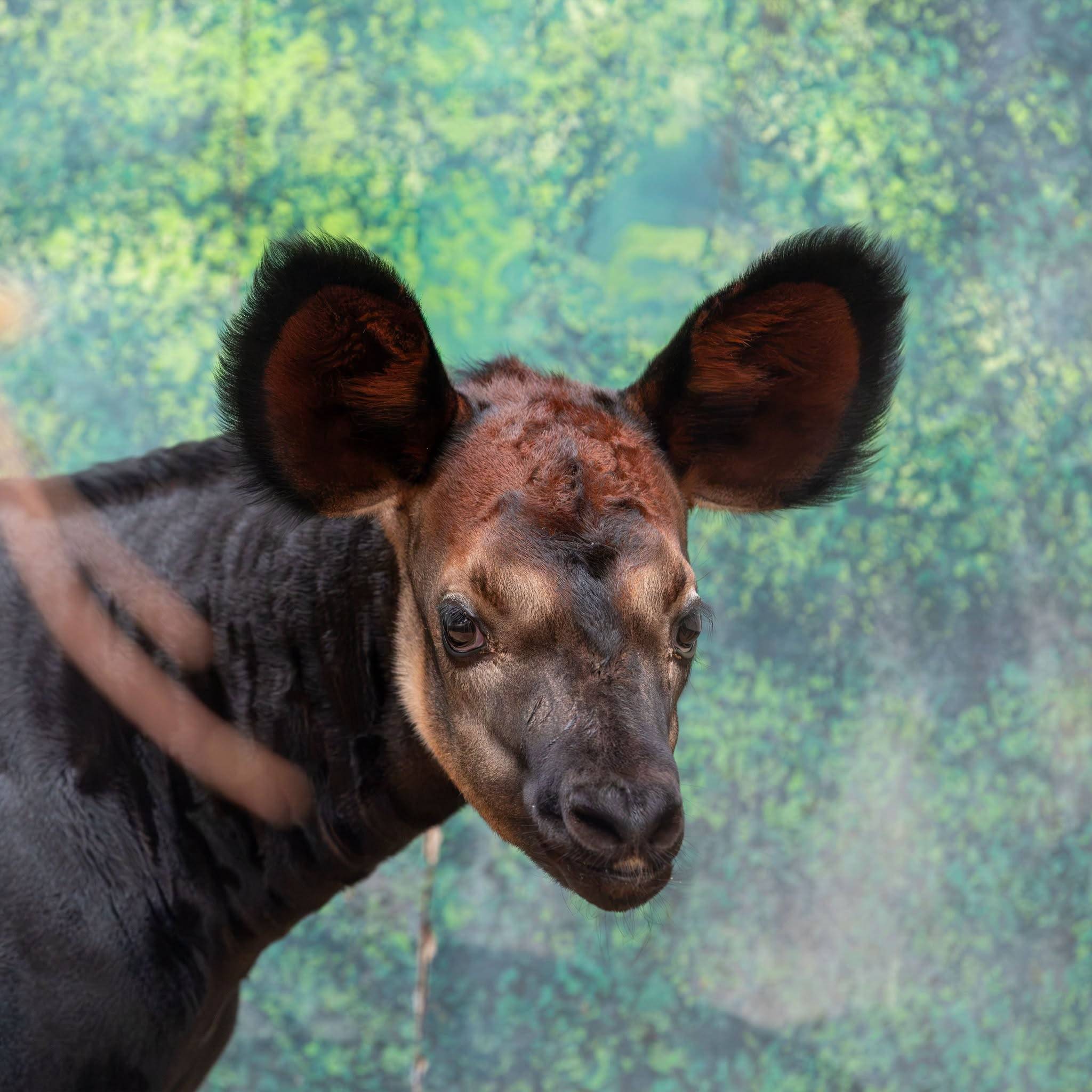 © ZooParc de Beauval
