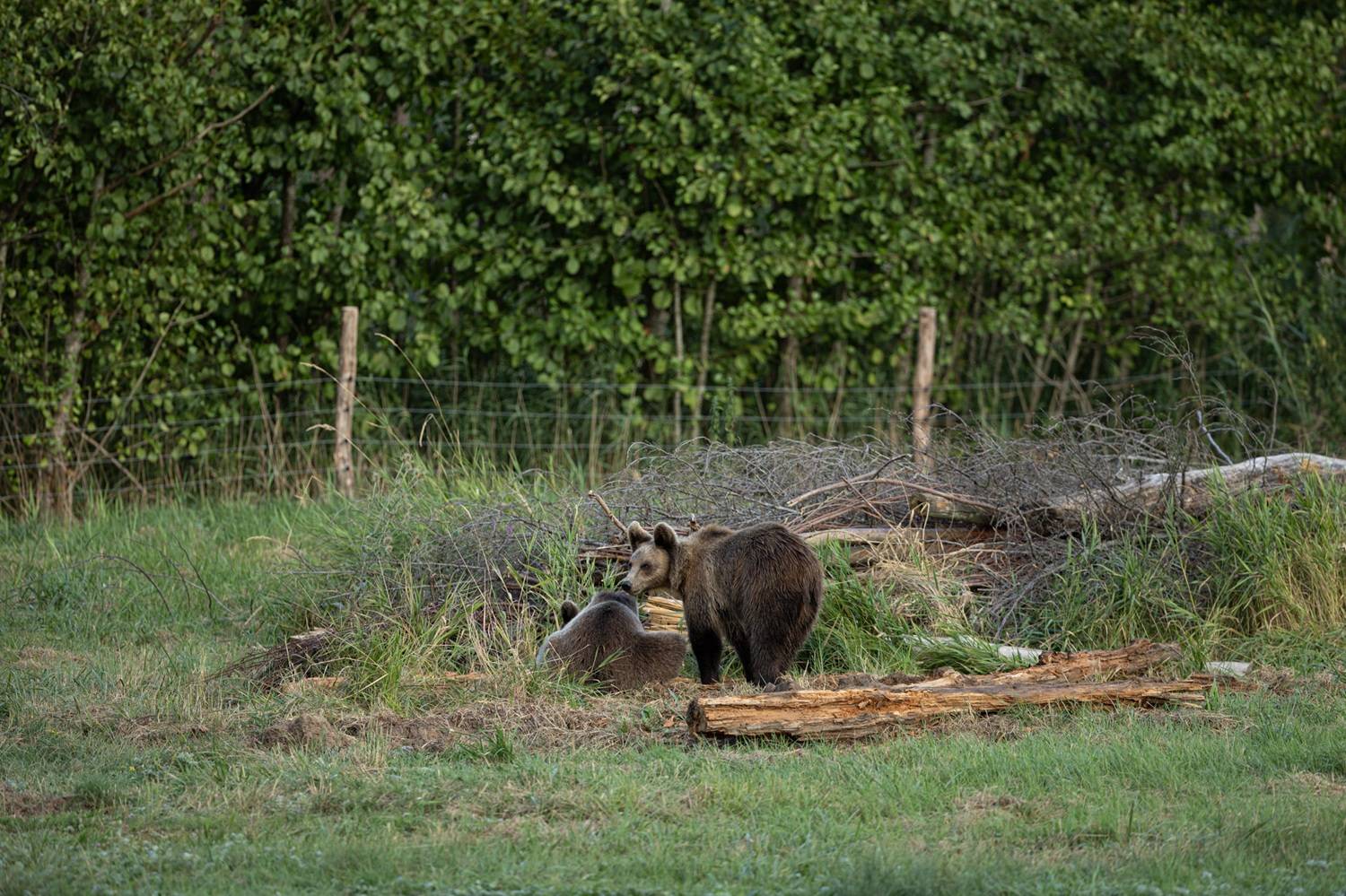© Anthony Kohler - Parc animalier de Sainte-Croix