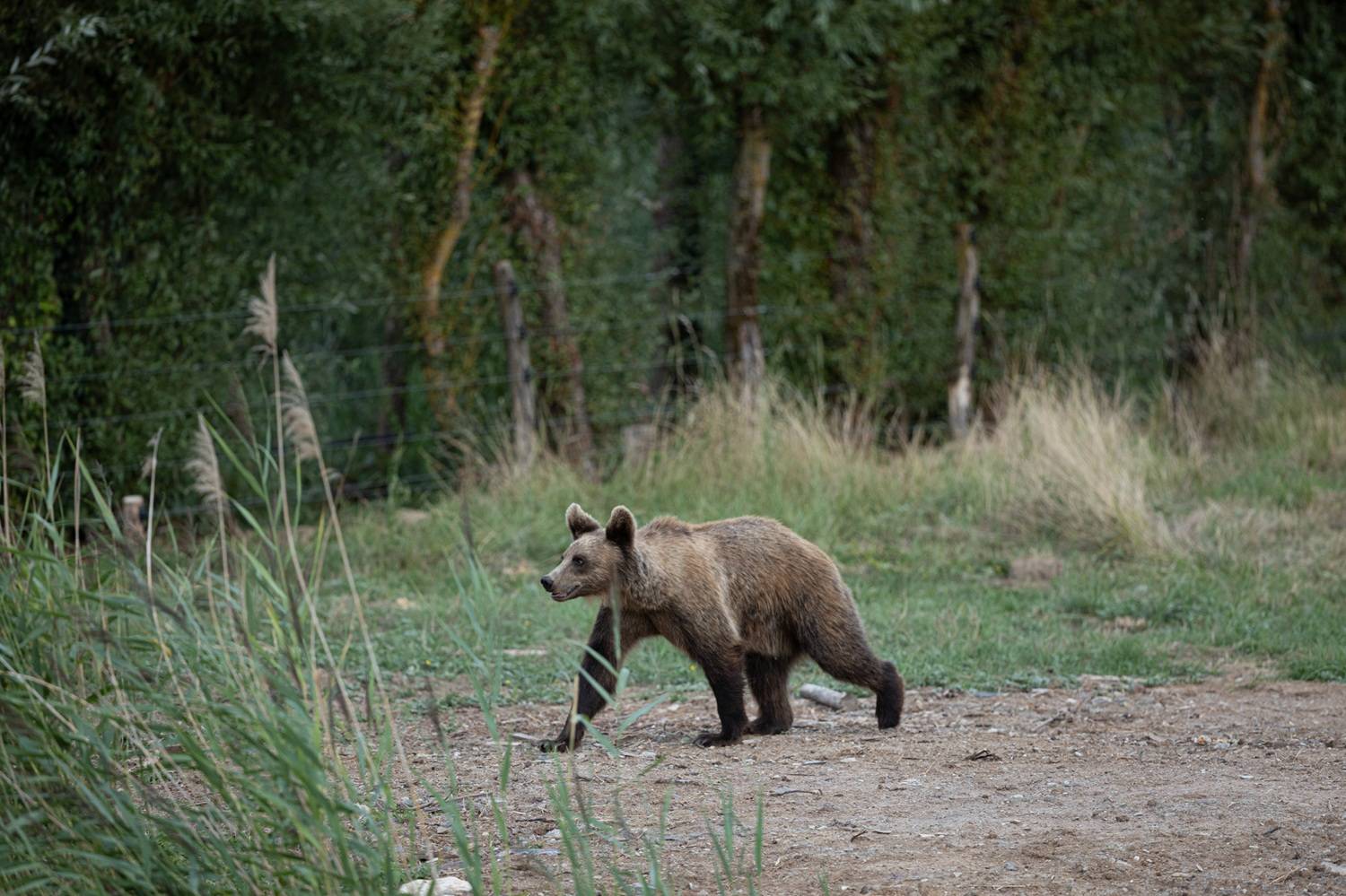 © Anthony Kohler - Parc animalier de Sainte-Croix