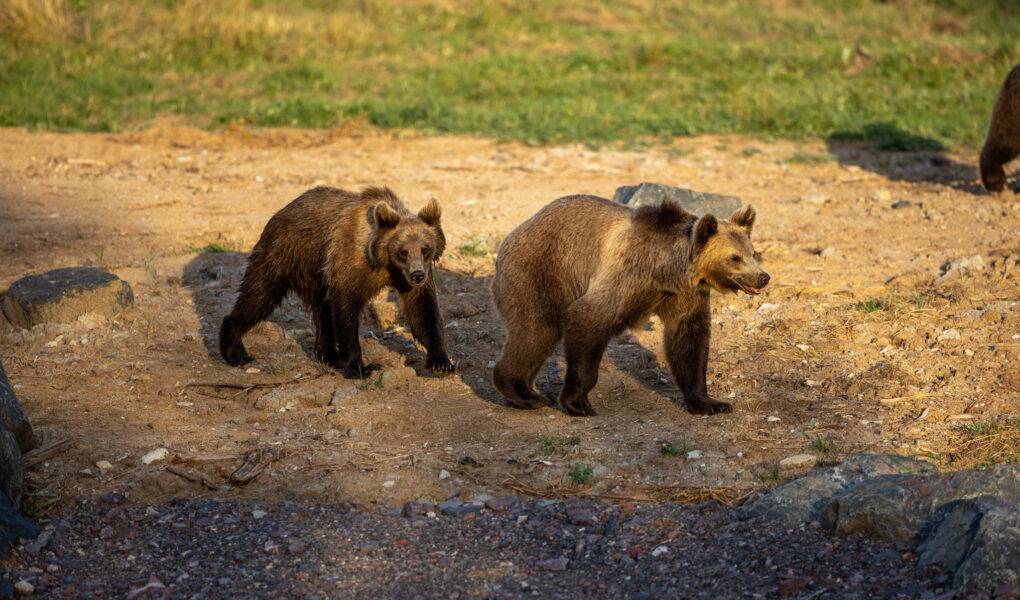 © Anthony Kohler - Parc animalier de Sainte-Croix