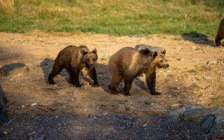© Anthony Kohler - Parc animalier de Sainte-Croix