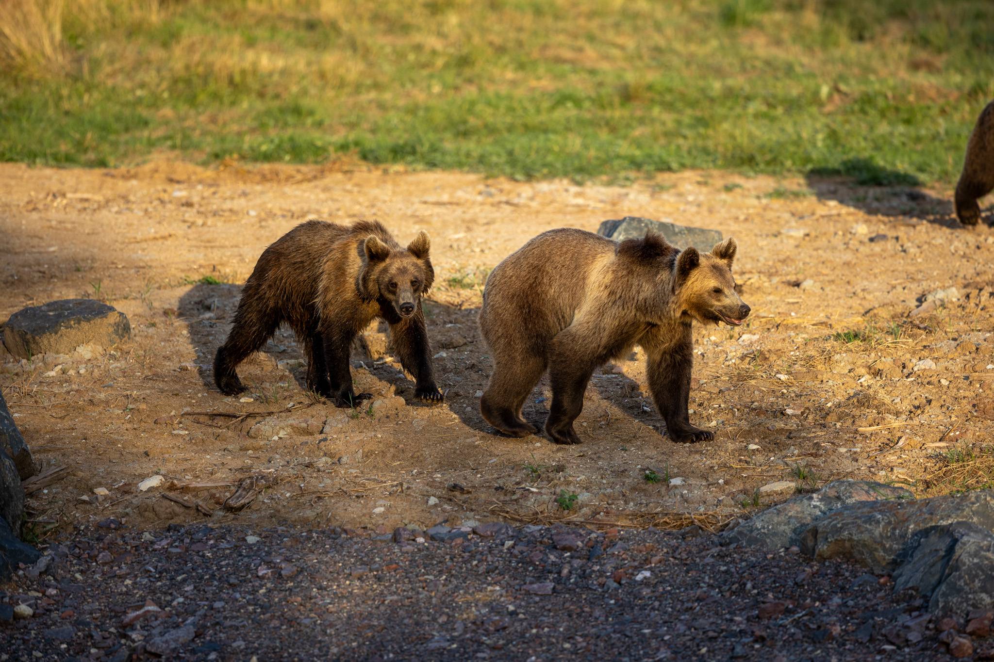 © Anthony Kohler - Parc animalier de Sainte-Croix