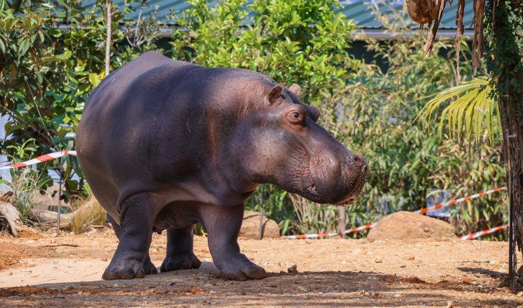 © Zoo de La Flèche