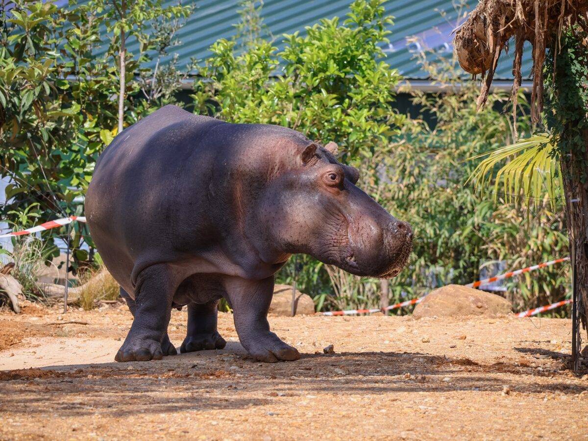 © Zoo de La Flèche