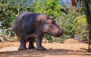 © Zoo de La Flèche