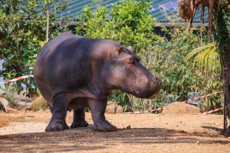 © Zoo de La Flèche