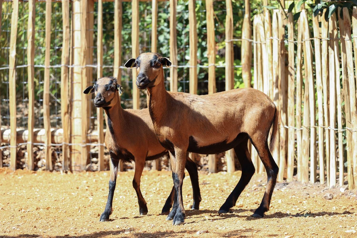 © Zoo de La Flèche