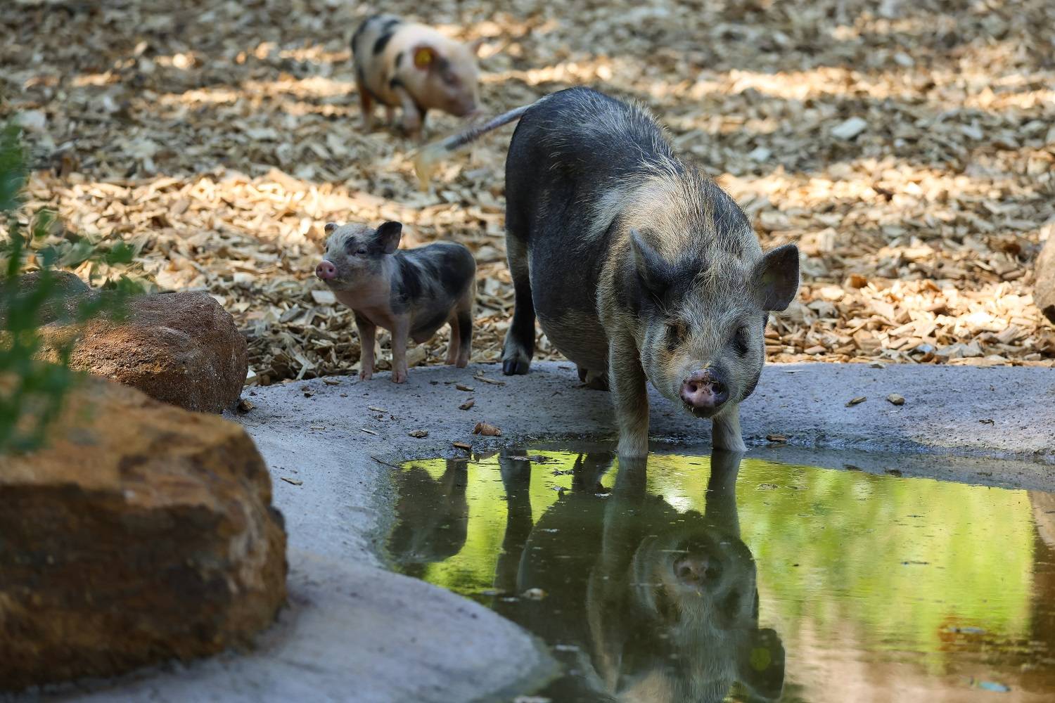 © Zoo de La Flèche