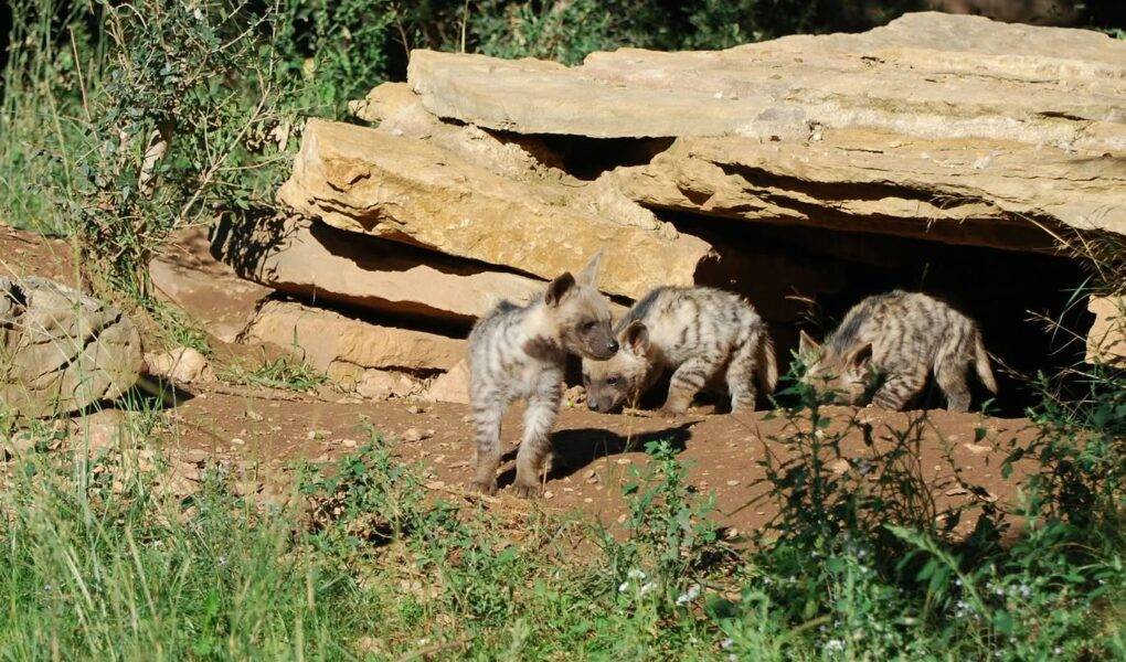 © Parc animalier de La Barben