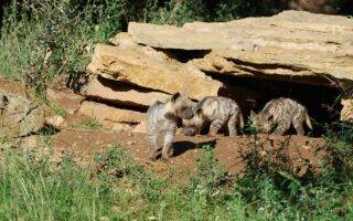 © Parc animalier de La Barben