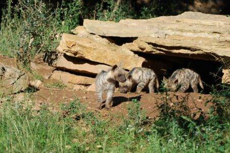 © Parc animalier de La Barben